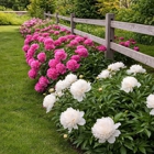 Plant Solutions Tree & Lawn Care