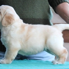 Carvin's Cove English Labradors