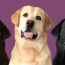 Plumtree Labradors - Pet Breeders