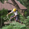 Professional Lot Clearing & Tree Service gallery