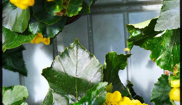 Chuck Hafner's Farmers Market & Garden Center - Syracuse, NY