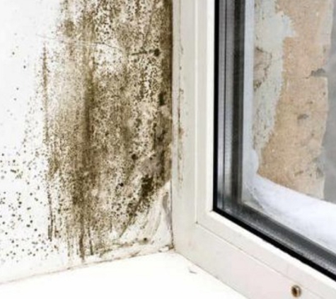 Mold Abatement Contractors Inc