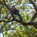 TNT Tree Service - Tree Service