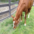 Hayes Equestrian Center - Stables