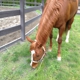 Hayes Equestrian Center