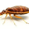 Texas Bugs Or Us Bed Bug Exterminator gallery