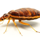 Texas Bugs Or Us Bed Bug Exterminator - Pest Control Services