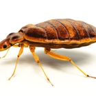 Texas Bugs Or Us Bed Bug Exterminator