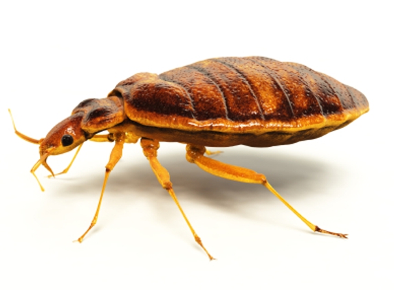 Texas Bugs Or Us Bed Bug Exterminator - Houston, TX