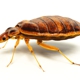 Texas Bugs Or Us Bed Bug Exterminator