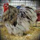 Funky Feathers Fancy Poultry Farm