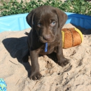 Desert Mountain Labrador Retrievers - Guard Dogs