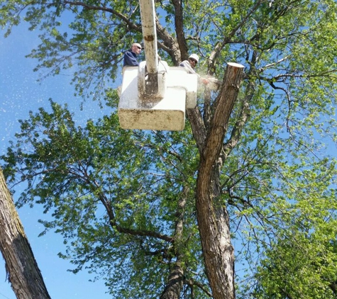 Tree Services of Omaha - Omaha, NE