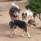 Dusty Dog Ranch Critter Care