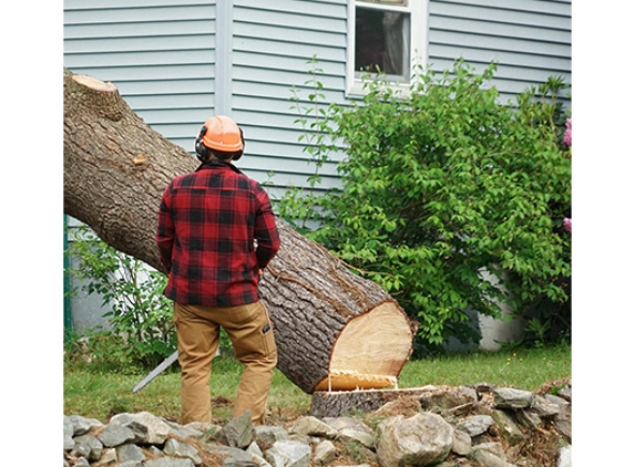 All About Tree Services QLD - Elanora, QLD