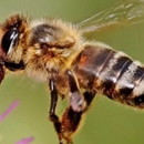 Bee Removal - Santa Barbara Bee Company - Bee Control & Removal Service