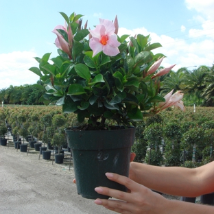 Emerald Forest Tropicals - Homestead, FL