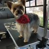 Groom Vroom - Mobile Pet Grooming gallery