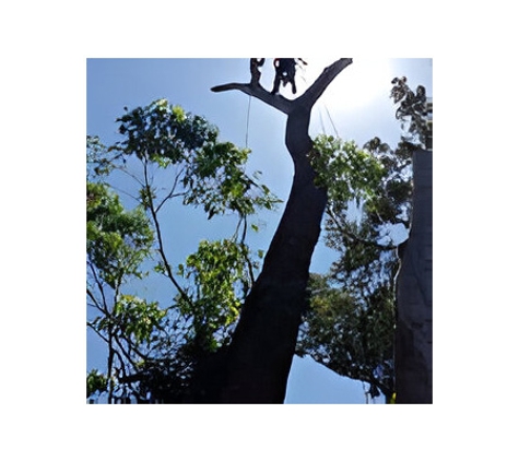 Tree Solutions - Rainbow Flat, NSW