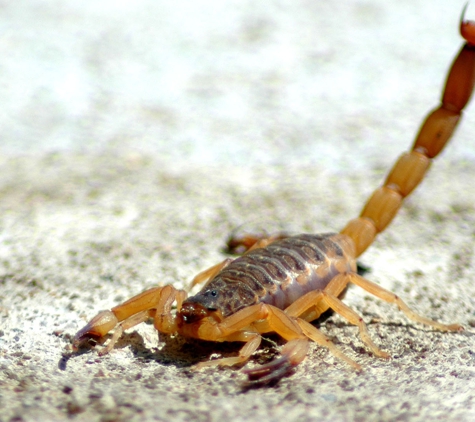 Bill's Home Service Co Pest & Termite Control - Green Valley, AZ