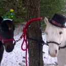 Pony Time Ranch - Pony Rides