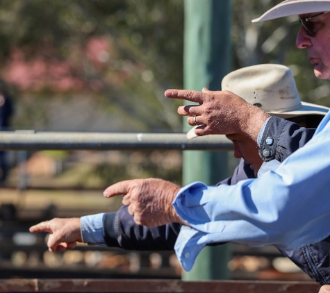 Australian Softwood - Raglan, NSW