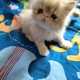 Perfect Persian Kittens For Sale In Texas