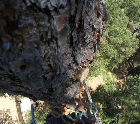 A & E Arborists Tree Care - Yuba City, CA. A&E Arborists at about 90' up!