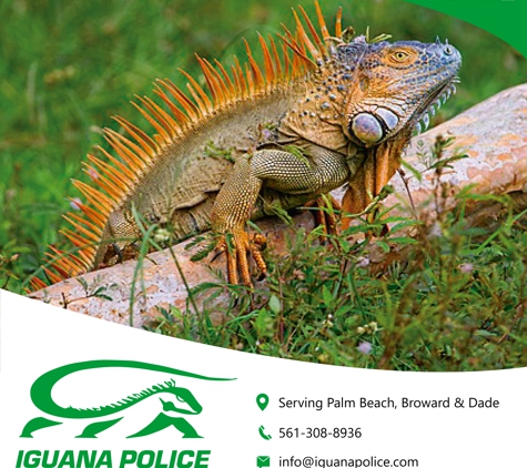 iguana police - Boynton Beach, FL