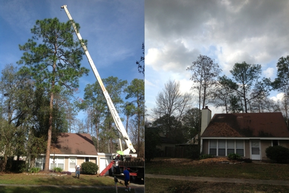 Greenwise Tree Services - Jacksonville, FL