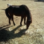 Days End Farm Horse Rescue