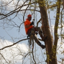 Ace's Tree Service Inc. - Landscaping & Lawn Services