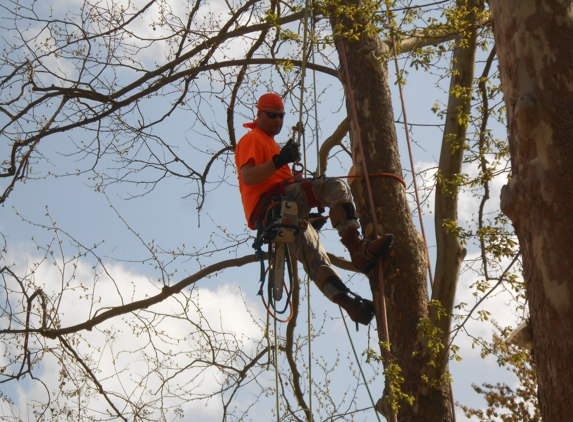 Ace's Tree Service Inc. - Fredericksburg, VA