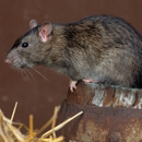 Rats To Bats Wildlife Removal - Animal Removal Services