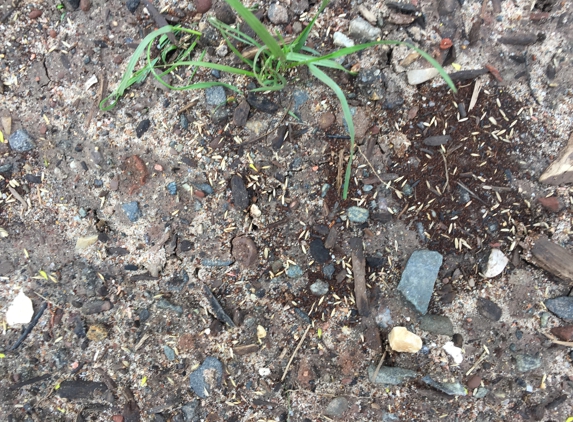 Hometown Garden Center of wallingford - Wallingford, CT. Topsoil from hometown garden is garbage