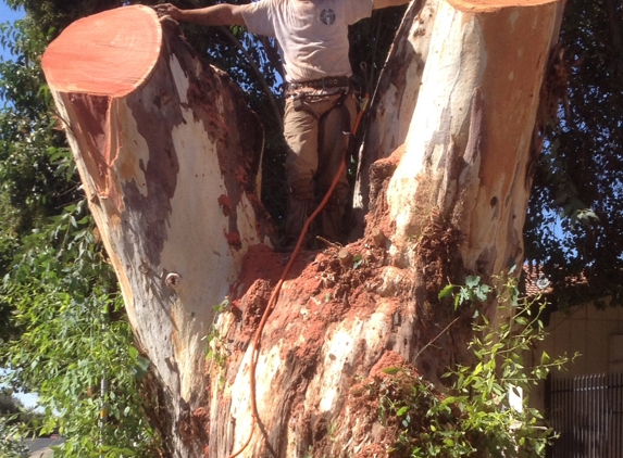 Central Valley Humble Tree Care - Madera, CA. BIG EUCALYPTUS!