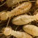 Nixtermite - Pest Control Services