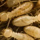 Nixtermite