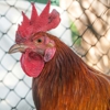 Jersey Chickens gallery