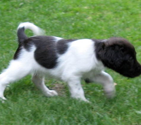 Bilstar Kennel Small Munsterlander Breeder - Boulder Junction, WI