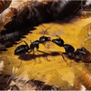 Central Oregon Pest Control Inc. - Pest Control Services