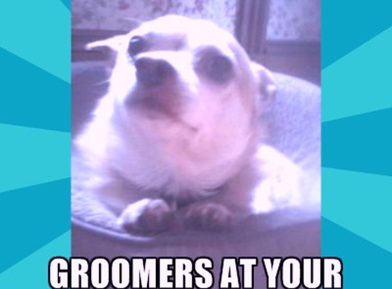 Groomers at YOUR door (BASIC pet mobile grooming) - Rochester, NY