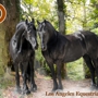 Los Angeles Equestrian Center