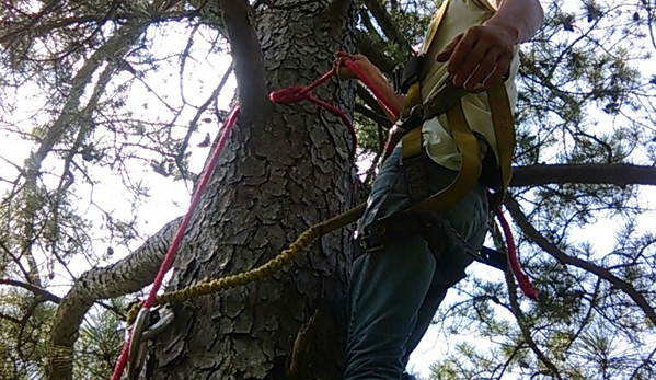 Hadley's Tree and Shrub Service - Richton, MS. Little man doing his thing. One thing for certain.   You really do love heights.