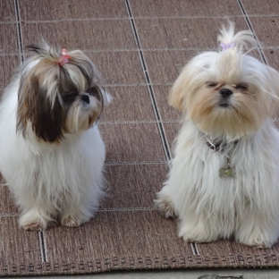 Victorian Dynasty Shih Tzu