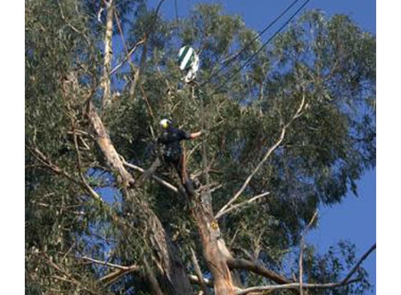 TreeSpec Professional Arborists