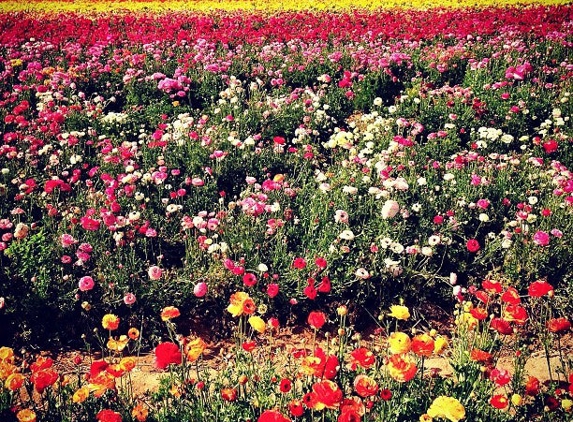 The Flower Fields at Carlsbad Ranch - Carlsbad, CA