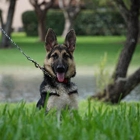 German Shepherd For Sale