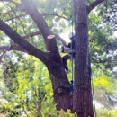 Precision Trees DFW - Tree Service