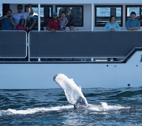 Davey's Locker Sport Fishing & Whale Watching - Newport Beach, CA